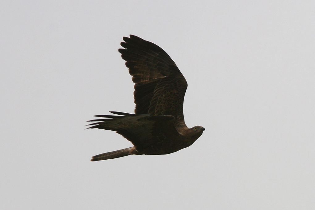 Falco pecchiaiolo